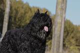 BOUVIER DES FLANDRES 310